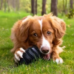 Jouet pour chien en caoutchouc coloris noir distributeur de friandises rugby Bite Me Nibble - Taille L 15 x 8,6 x 8,6 cm