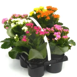 Kalanchoé - Le pack de 6 plants