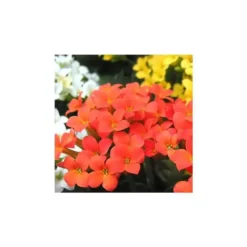 Kalanchoé - Le pack de 6 plants