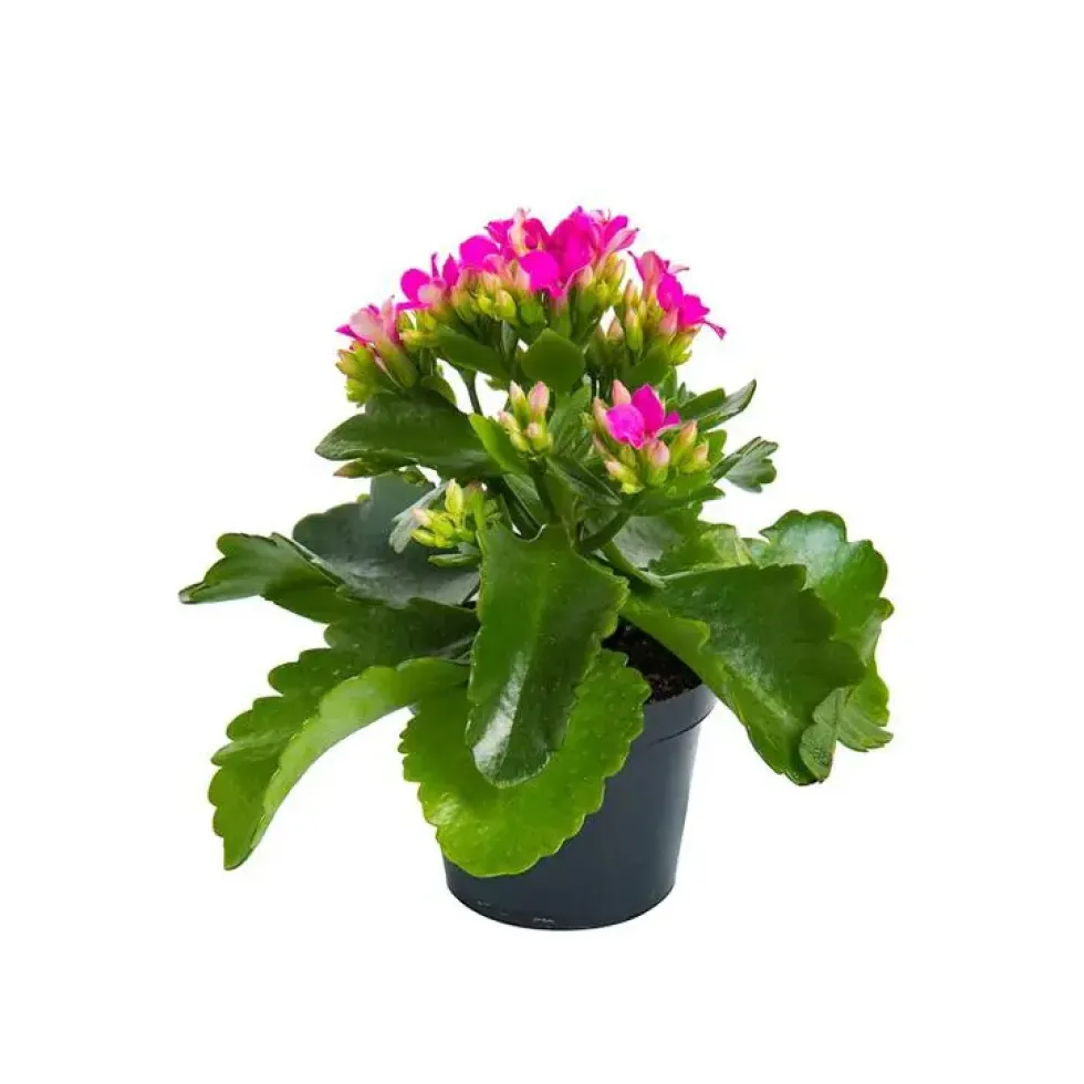 Kalanchoé Mix plante baby en pot Ø 5,5/6 cm