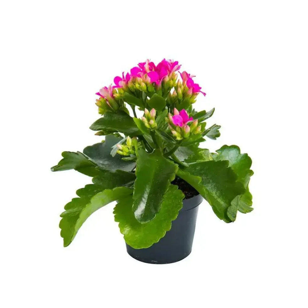 Kalanchoé Mix plante baby en pot Ø 5,5/6 cm