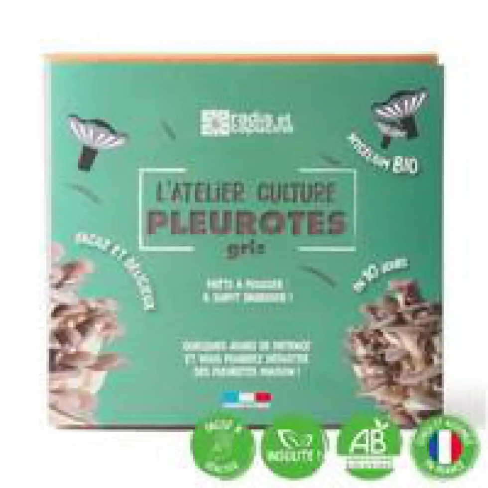 Kit de culture pour champignons pleurotes grises bio 25x20x15 cm