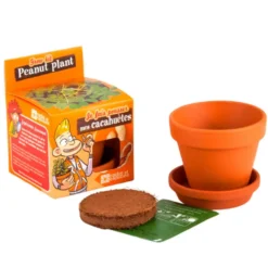 Kit Graines de cacahuètes avec pot et coupelle terre cuite Ø8 cm (À partir de 3 ans)