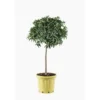 Kumquat. Le pot de 25 litres