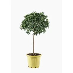 Kumquat. Le pot de 25 litres