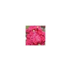 Lagerstroemia Indica Charms Braise d’été touffe. Le pot de 10 litres