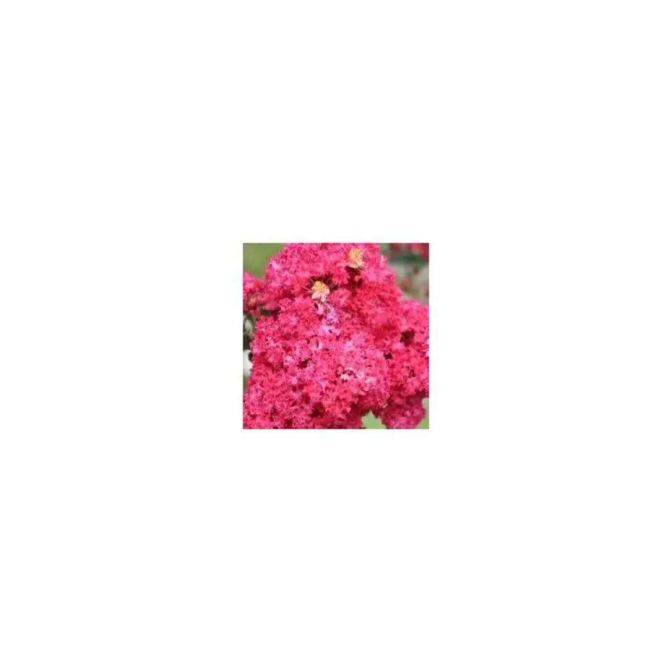 Lagerstroemia Indica Charms Braise d’été touffe. Le pot de 10 litres