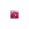 Lagerstroemia Indica Charms Fuchsia d’été rose. Le pot de 10 litres