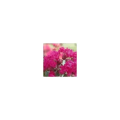 Lagerstroemia Indica Charms Fuchsia d’été rose. Le pot de 10 litres