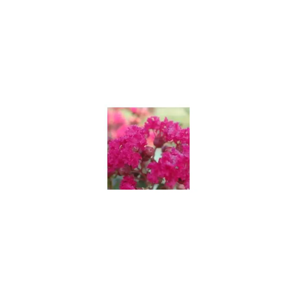 Lagerstroemia Indica Charms Fuchsia d’été rose. Le pot de 10 litres