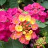 Lantana à fleurs multicolores - Le pot de 7,5 litres