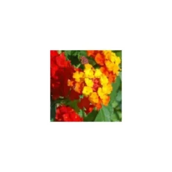 Lantana - La coupe de 20 cm
