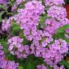 Lantana - La jardinière de 40 cm