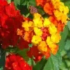 Lantana sur tige - Le pot de 4 litres