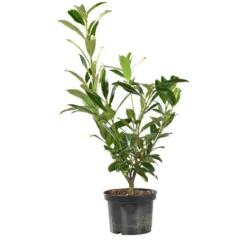 Laurier cerise (Laurier palme) Rotundifolia vert. Le pot de 3 litres