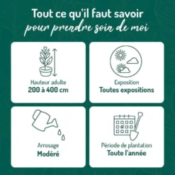 Laurier cerise (Laurier palme) du Caucase vert. Le pot de 3 litres