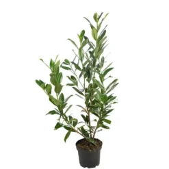 Laurier cerise Prunus Laurocerasus Caucasica pot de 5 L 80/100 cm