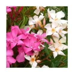 Laurier Rose – C2,5