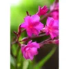 Laurier rose 10 L