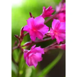 Laurier rose 10 L