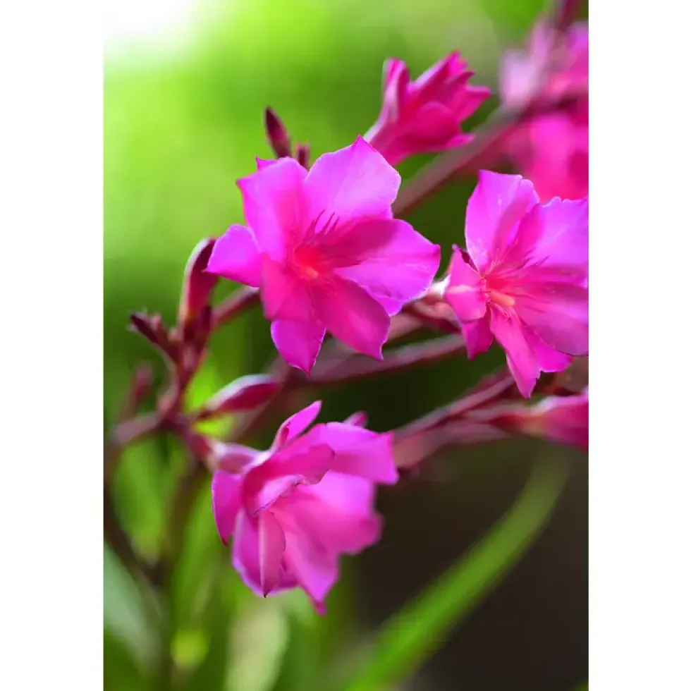 Laurier rose 10 L