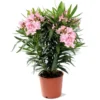 Laurier rose (NERIUM) Le pot de 7 litres