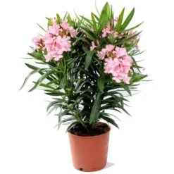 Laurier rose (NERIUM) Le pot de 7 litres
