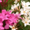 Laurier rose (NERIUM OLEANDER VARIE) Le pot de 15 litres