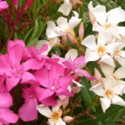 Laurier rose (NERIUM OLEANDER VARIE) Le pot de 15 litres