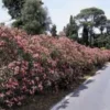 Laurier rose varié (Nerium Oleander). Le pot de 3 litres