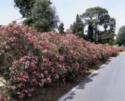 Laurier rose varié (Nerium Oleander). Le pot de 3 litres