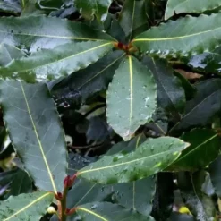 Laurier sauce (Laurus Nobilis). Le pot de 7 litres