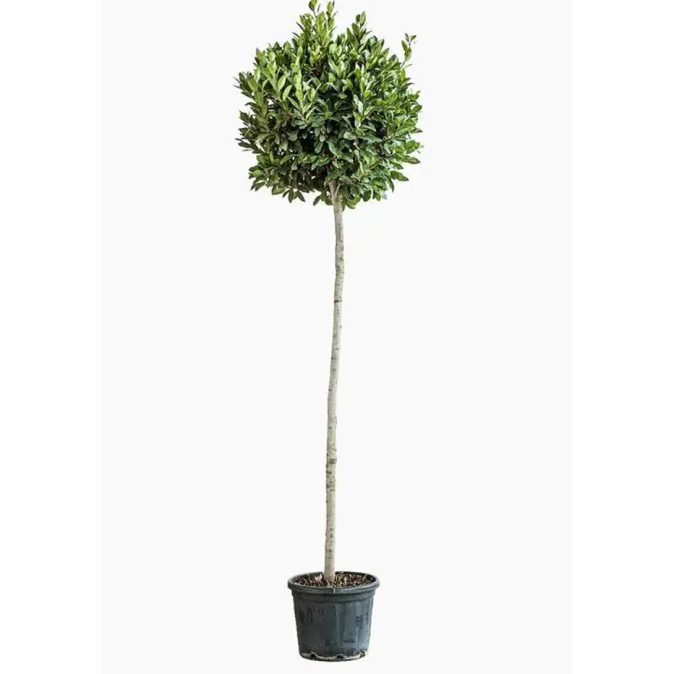 Laurier sauce (Laurus Nobilis) ½ tige. Le pot de 9 litres