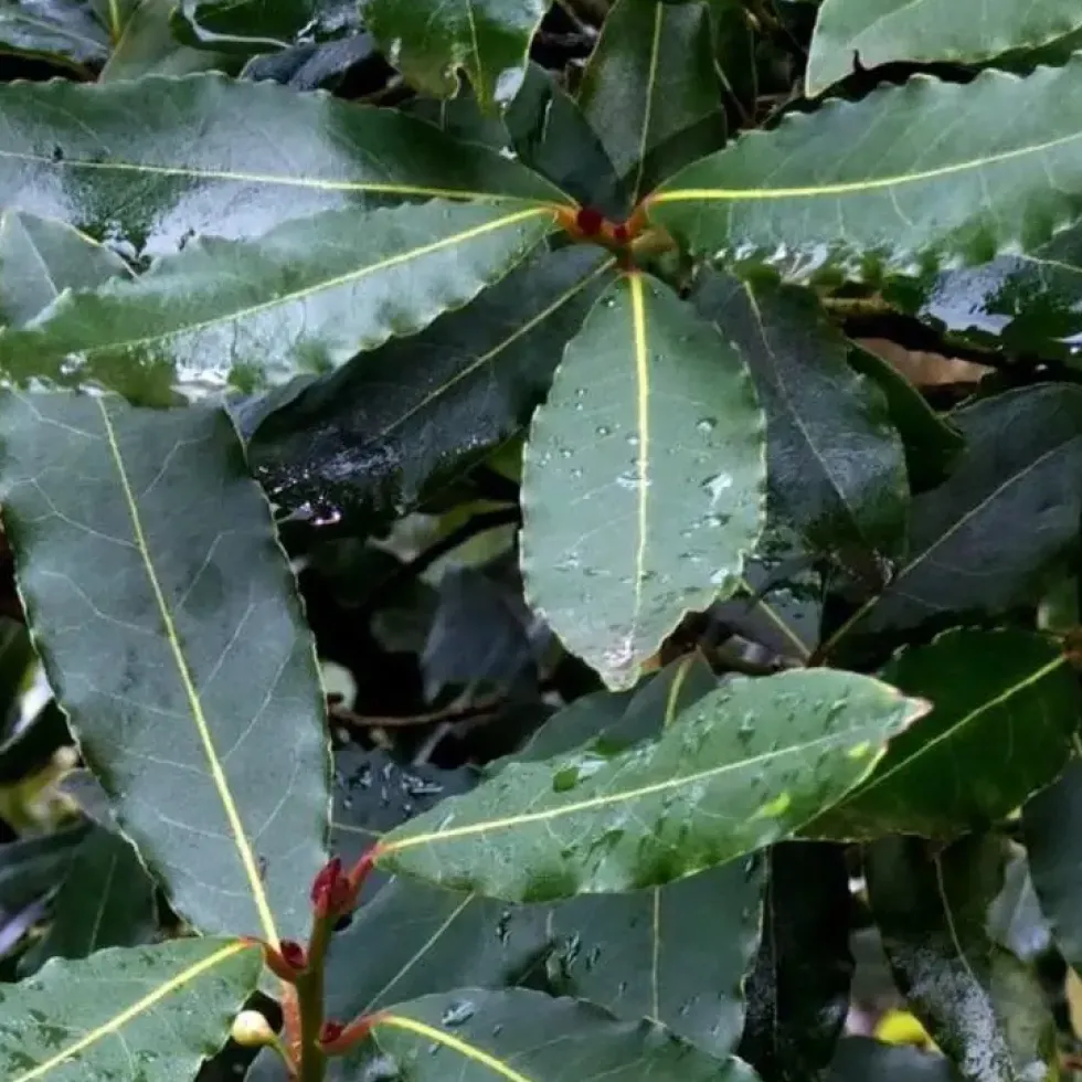 Laurus Nobilis ou Laurier sauce en pot de 9 L