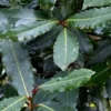 Laurus Nobilis ou Laurier sauce vert Mini Tige 21 cm