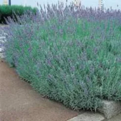 Lavande Angustifolia Grosso en pot de 7,5 litres