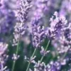 Lavande Dutch Lavender en pot de 7,5 litres