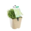 Lavande Edelweiss à fleurs blanches. Le pot de 3 litres