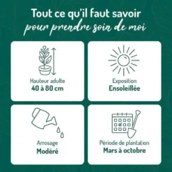 Lavande Edelweiss à fleurs blanches. Le pot de 3 litres