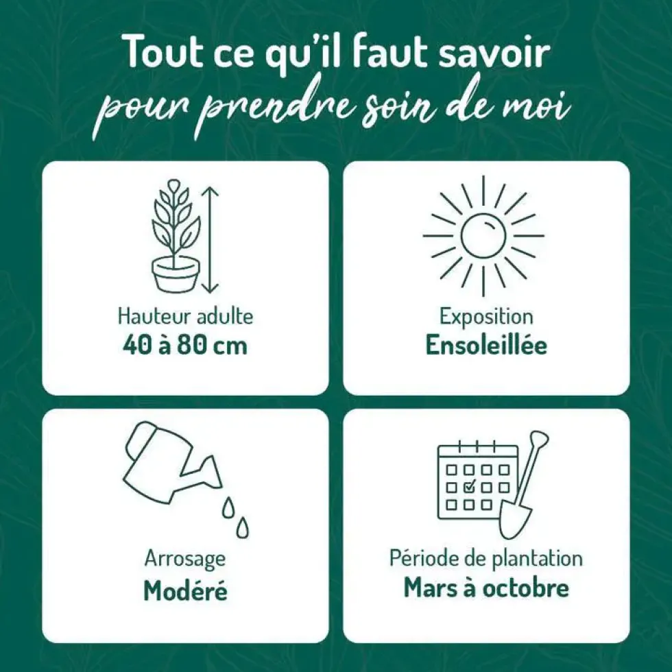 Lavande Edelweiss à fleurs blanches. Le pot de 3 litres