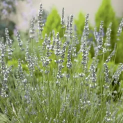 Lavande Edelweiss à fleurs blanches. Le pot de 3 litres