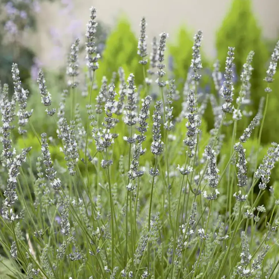 Lavande Edelweiss à fleurs blanches. Le pot de 3 litres
