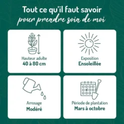 Lavande ou Lavandin Grosso à fleurs violettes. Le pot de 3 litres