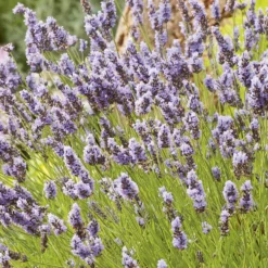 Lavande ou Lavandin Grosso à fleurs violettes. Le pot de 3 litres