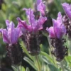 Lavande Papillon. Le pot de 5 litres