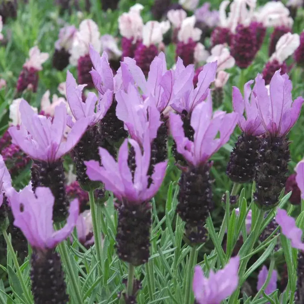 Lavande Papillon ou Stoechas à fleurs violettes - Le pot de 2,5 litres
