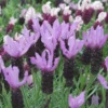 Lavande Papillon ou Stoechas à fleurs violettes - Le pot de 5 litres