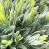 Lavande Platinum Blonde. Le pot de 7,5 litres