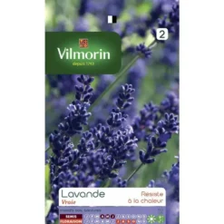Lavande Vilmorin - graines à semer