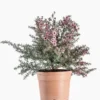 Leptospermum Scoparium (Myrte de Nouvelle Zélande) en pot de 3 litres rose